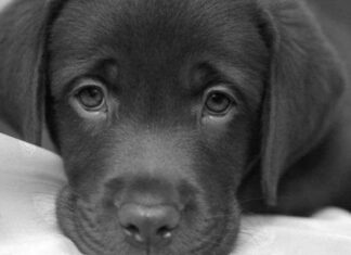 Salud y Mascotas: El Estreñimiento En Los Perros