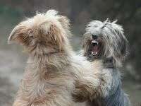 Separar Perros que se Pelean. Uso del Breaking Stick ó Rompedor de presas