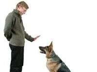 Motivación para adiestrar a tu perro