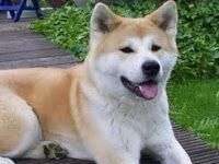 Akita Inu. Razas de Perros.