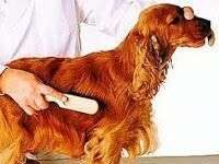 Salud de la piel y pelo de nuestro perro