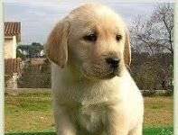 Alimentación durante el primer año de vida en los cachorros