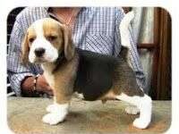 Elección del cachorro