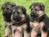 Consejos para criar un cachorro, parte 2