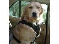 Cinturón de seguridad para perros