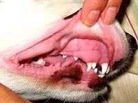Dentición del cachorro