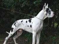 Dogo Alemán. Razas de Perros