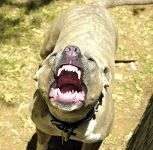 Evitar las Peleas de Perros