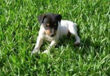 Fotos Cachorros Bodeguero Andaluz