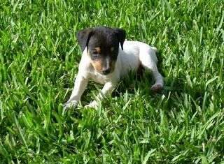 Fotos Cachorros Bodeguero Andaluz