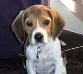 Lo que el cachorro debe aprender