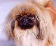 Pekines. Razas de Perros