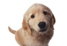 El pienso alarga la vida de tu perro