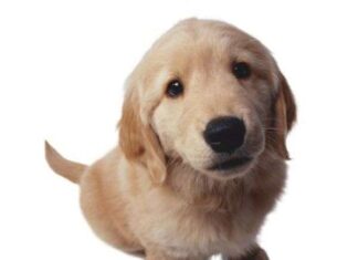 El pienso alarga la vida de tu perro
