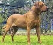 El tiempo que tarda un cachorro en llegar a la edad adulta