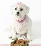 Mi perro no quiere comer