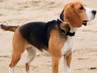 Normas para empezar a adiestrar a tu perro