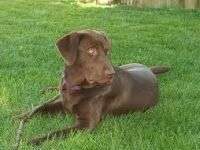 Consejos para evitar que tu perro excave en el jardín, parte I