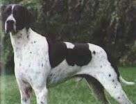 Pointer. Razas de Perros