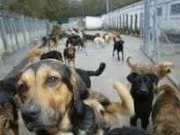 Como adoptar un perro en una protectora