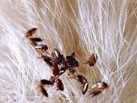 Como eliminar las pulgas de los perros con hierbas naturales