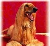 Galgo Afgano. Razas de Perros