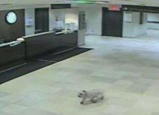 La perrita Sissy visitó a su dueña en el hospital