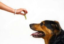 ¿Cómo Educar a tu Perro? educar a tu perro