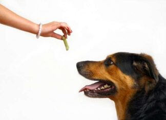 ¿Cómo Educar a tu Perro? educar a tu perro