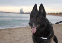 Retired Dogs 112, una ONG para los perros de servicio jubilados
