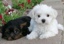 Los Mejores Consejos para Criar un Cachorro: Guía Completa 🐾