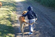 5 Beneficios de Adiestrar a tu Perro beneficios adiestrar perros