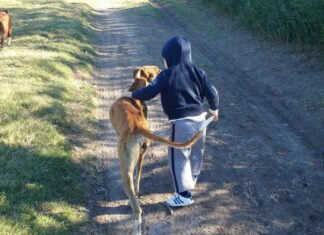 5 Beneficios de Adiestrar a tu Perro beneficios adiestrar perros