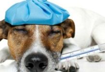 Qué hacer si crees que tu perro tiene fiebre