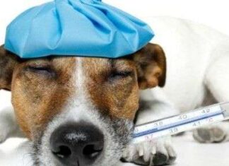 Qué hacer si crees que tu perro tiene fiebre