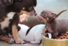 Cachorro de 2 a 6 semanas CUIDADOS Y NECESIDADES