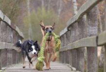 Perros entre los 6 y los 12 meses CUIDADOS Y NECESIDADES