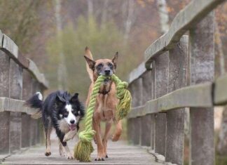Perros entre los 6 y los 12 meses CUIDADOS Y NECESIDADES
