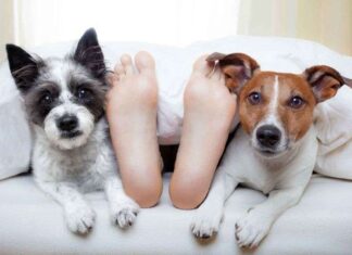 Factores para Encontrar el MEJOR Perro (parte 2)