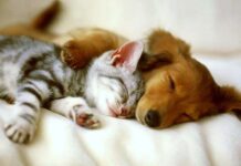 Perros o gatos ¿quién es más inteligentes?