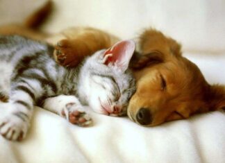 Perros o gatos ¿quién es más inteligentes?