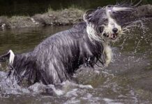 Cómo afectan las ALERGIAS a tu mascota