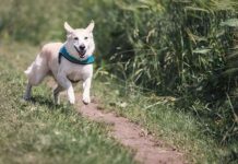 Cosas qué debes conocer para Entrenar un PERRO
