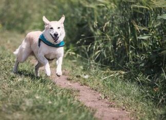 Cosas qué debes conocer para Entrenar un PERRO