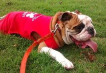 Controlar el mal alimento de las mascotas