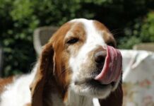 Perros que se COMEN sus HECES