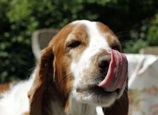 Perros que se COMEN sus HECES