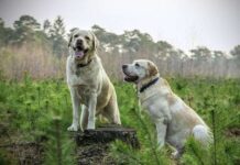 La inseminación artificial en los perros