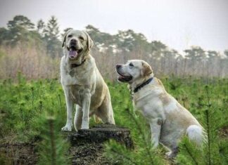 La inseminación artificial en los perros