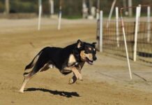 Perros DEPENDIENTES de sus dueños